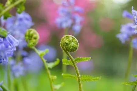 Dryopteris filix-mas - 10 Ltr pot - image 4