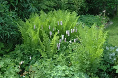 Dryopteris filix-mas - 3 Ltr pot - image 1