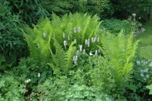 Dryopteris filix-mas - 3 Ltr pot - image 1