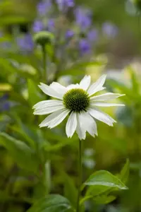 Echinacea 'Funky Yellow' - P9 - image 3