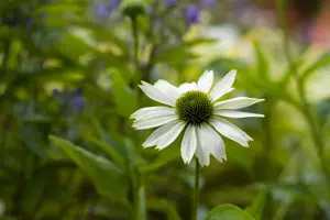 Echinacea 'Funky Yellow' - P9 - image 2