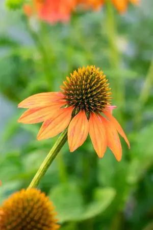 Echinacea 'Lakota Orange' - P9 - image 3