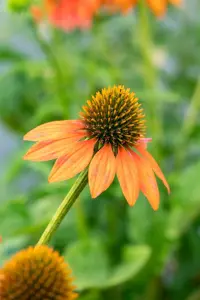Echinacea 'Lakota Orange' - P9 - image 3