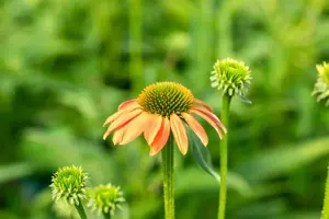Echinacea 'Lakota Orange'