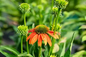 Echinacea 'Lakota Orange' - P9 - image 2