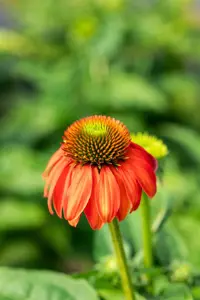 Echinacea 'Lakota Red' - P9 - image 2