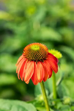 Echinacea 'Lakota Red' - 2 Ltr pot - image 2