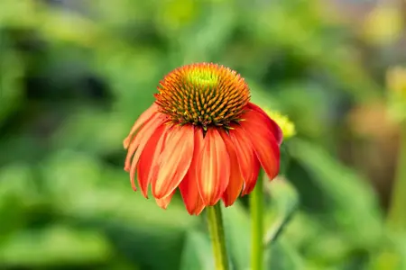 Echinacea 'Lakota Red' - P9 - image 1