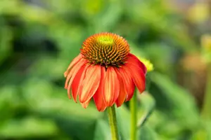 Echinacea 'Lakota Red'