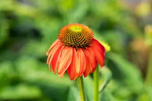Echinacea 'Lakota Red' - 2 Ltr pot - image 2