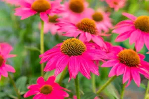 Echinacea 'Lakota Rose' - P11
