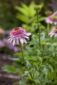 Echinacea 'Meteor Pink'