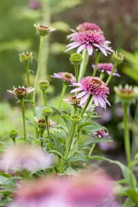Echinacea 'Meteor Pink' - P11 - image 3