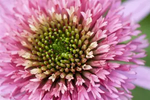 Echinacea 'Meteor Pink' - P11 - image 2