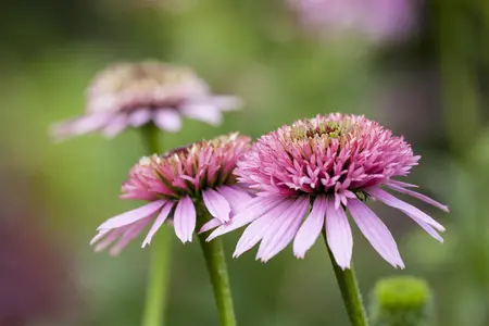 Echinacea 'Meteor Pink' - P11 - image 4