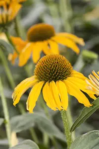 Echinacea mix - 3 Ltr pot - image 3