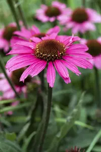 Echinacea 'Mooodz Awake' - 3 Ltr pot - image 3