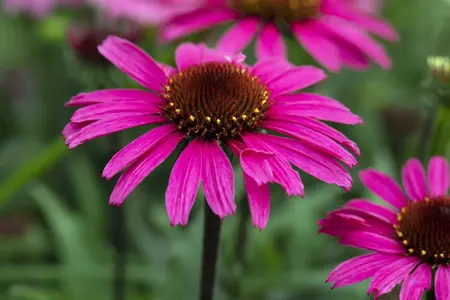 Echinacea 'Mooodz Awake' - 3 Ltr pot - image 2