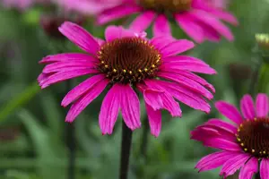 Echinacea 'Mooodz Awake' - 3 Ltr pot - image 2