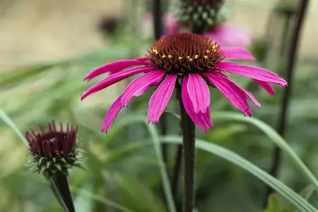 Echinacea 'Mooodz Awake' - 3 Ltr pot - image 4