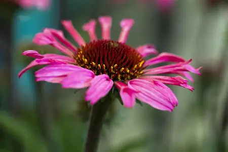 Echinacea 'Mooodz Awake' - 3 Ltr pot - image 5