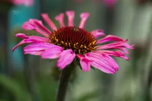 Echinacea 'Mooodz Awake' - 3 Ltr pot - image 5