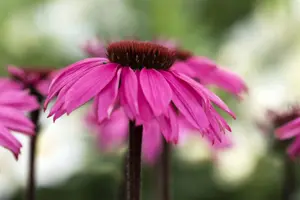 Echinacea 'Mooodz Awake' - 3 Ltr pot - image 5