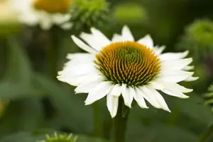 Echinacea 'Mooodz Glory' 