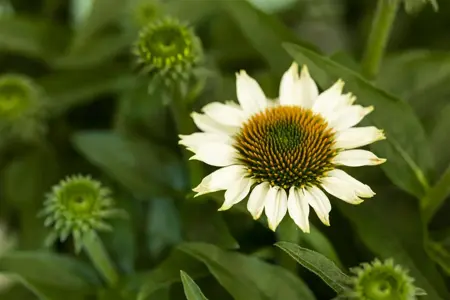 Echinacea 'Mooodz Glory'  - 3 Ltr pot - image 2