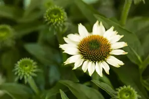 Echinacea 'Mooodz Glory'  - 3 Ltr pot - image 2