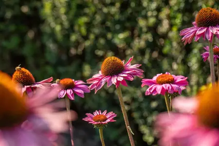 Echinacea p. 'Powwow Wild Berry' - P9