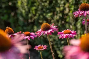 Echinacea p. 'Powwow Wild Berry'