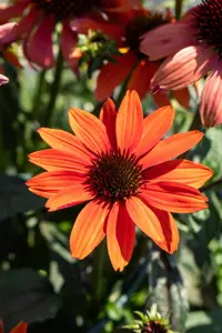 Echinacea 'Papallo Classic Orange'