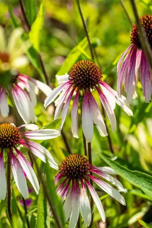 Echinacea 'Pretty Parasols' - 1.5 Ltr pot - image 2