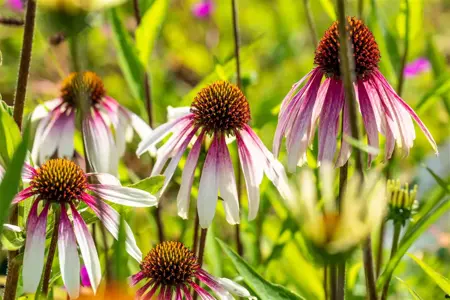 Echinacea 'Pretty Parasols' - 1.5 Ltr pot - image 1