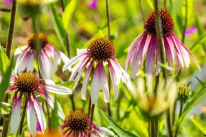 Echinacea 'Pretty Parasols'