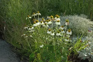 Echinacea purp. 'Alba' - 2 Ltr pot - image 2