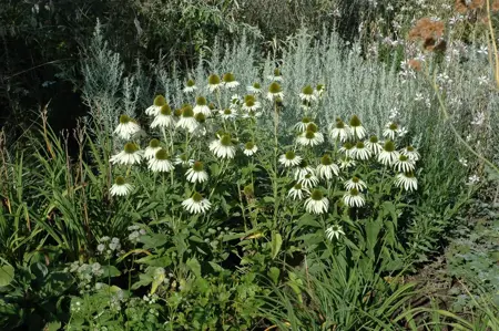 Echinacea purp. 'Alba' - 2 Ltr pot - image 2