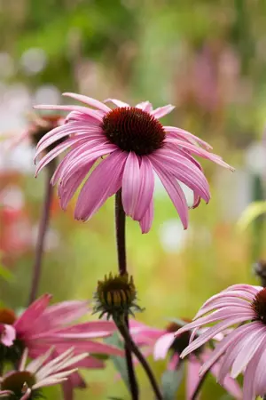 Echinacea purp. 'Augustk?nigin' - P9 - image 2