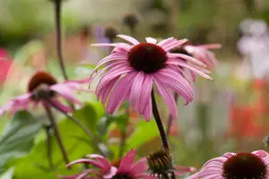 Echinacea purp. 'Augustk?nigin'