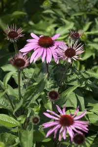 Echinacea purp. 'Double-Decker' - P9 - image 2