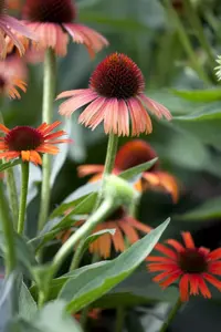 Echinacea purp. 'Double-Decker' - P9 - image 3
