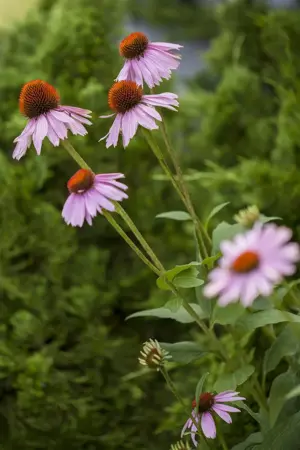 Echinacea purp. 'Double-Decker' - P9 - image 4