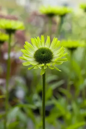 Echinacea purp. 'Green Jewel' - P9 - image 3
