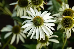 Echinacea purp. 'Green Jewel'