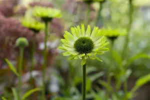 Echinacea purp. 'Green Jewel' - P9 - image 2