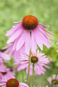 Echinacea purp. 'Magnus'