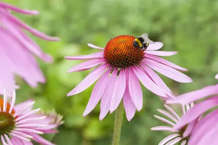 Echinacea purp. 'Magnus' - P9 - image 2