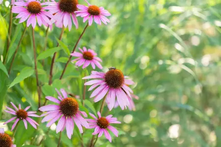 Echinacea purp. 'Magnus' - P9 - image 5