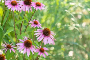 Echinacea purp. 'Magnus' - P9 - image 5